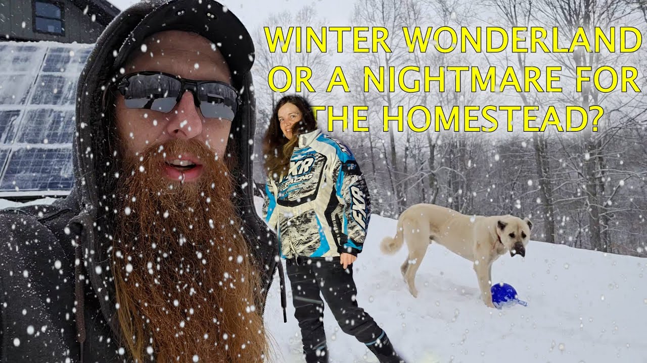 It's about to be cold! how animals and projects are going...