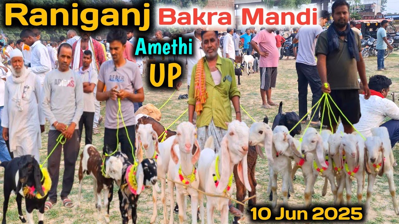 पालने वाले बच्चे और बकरियां खरीदे सस्ते दामों में |10/06/25 |Raniganj Bakra Mandi Amethi up