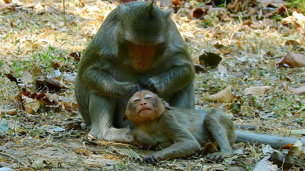 Baby monkey have gentle grooming from mom till sleep