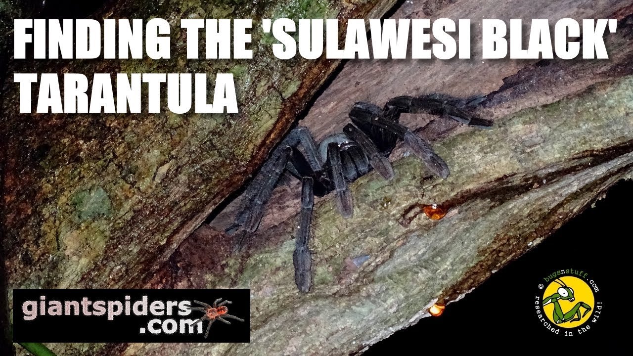 SULAWESI BLACK TARANTULA