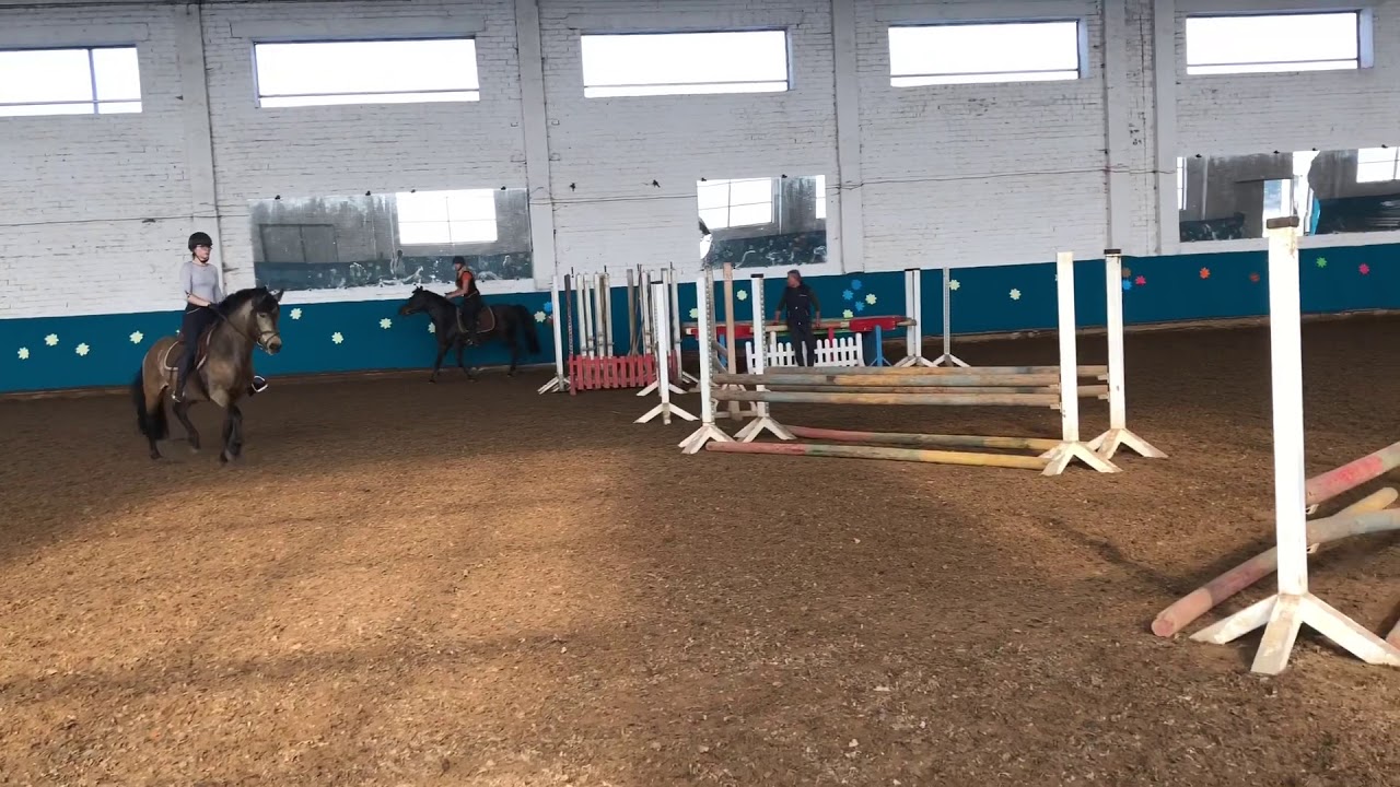 SOLD 5 Year Old Zemaitukas Gelding For Sale
