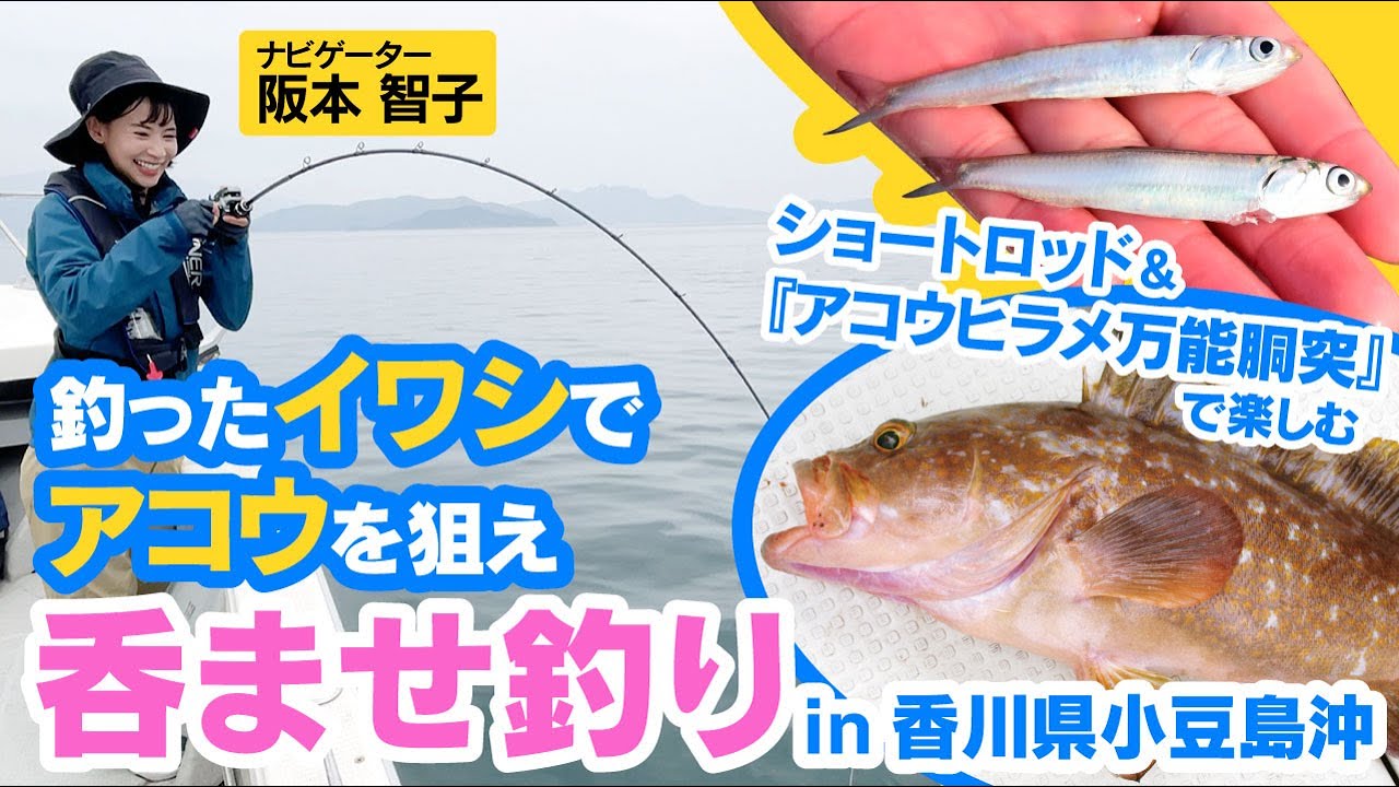 釣ったイワシでアコウを狙え！呑ませ釣りin香川県小豆島沖【船釣りeasygo!vol.7】