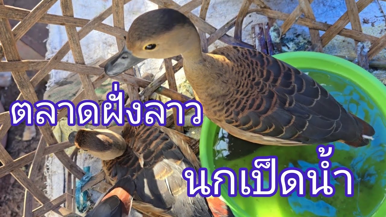 #เที่ยวลาว วันนี้ข้ามมาฝั่งลาวแล้ว ใครไม่มาเรามา!#สาวลาว  ตลาดหลัก2เมืองท่าแขก #แขวงคำม่วน #สปปลาว