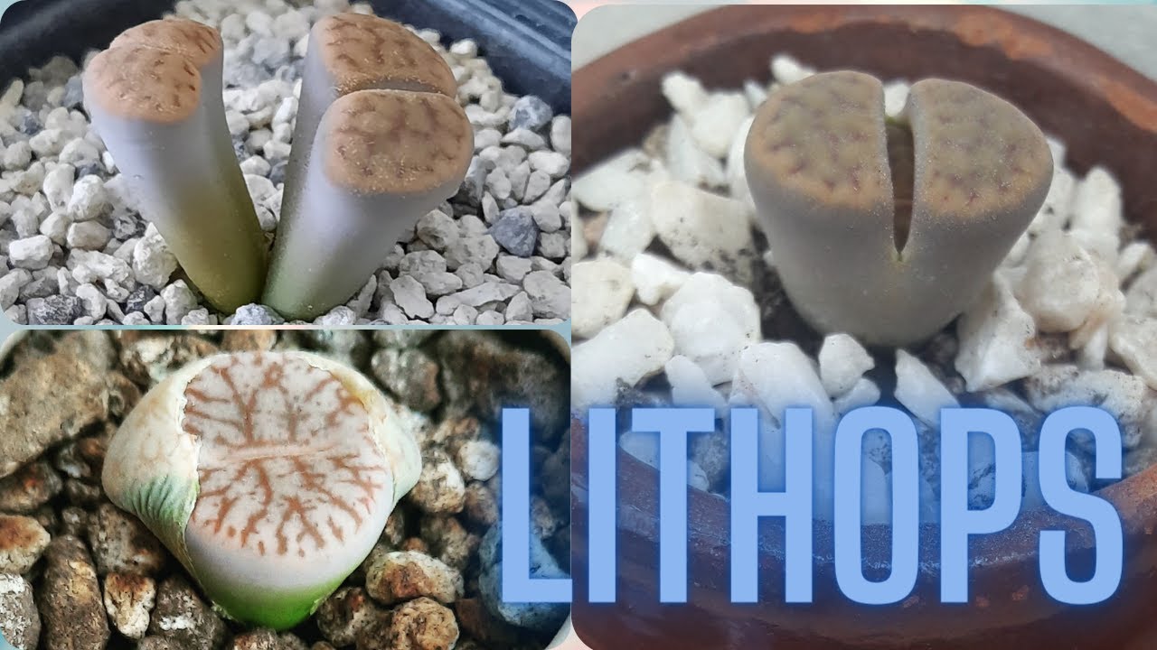 Lithops / Piedras vivas / Planta Piedra