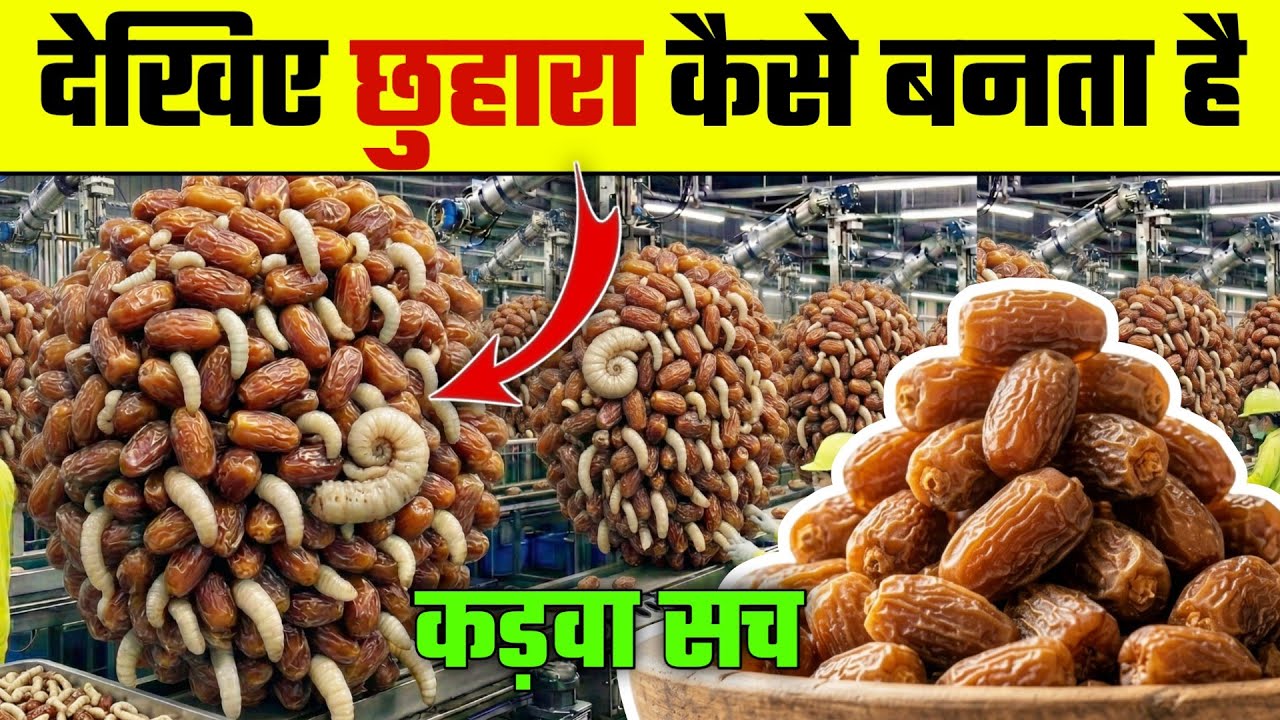 छुहारा कैसे बनता है? | Chhuhara Making Process | How Dry Dates Are Made