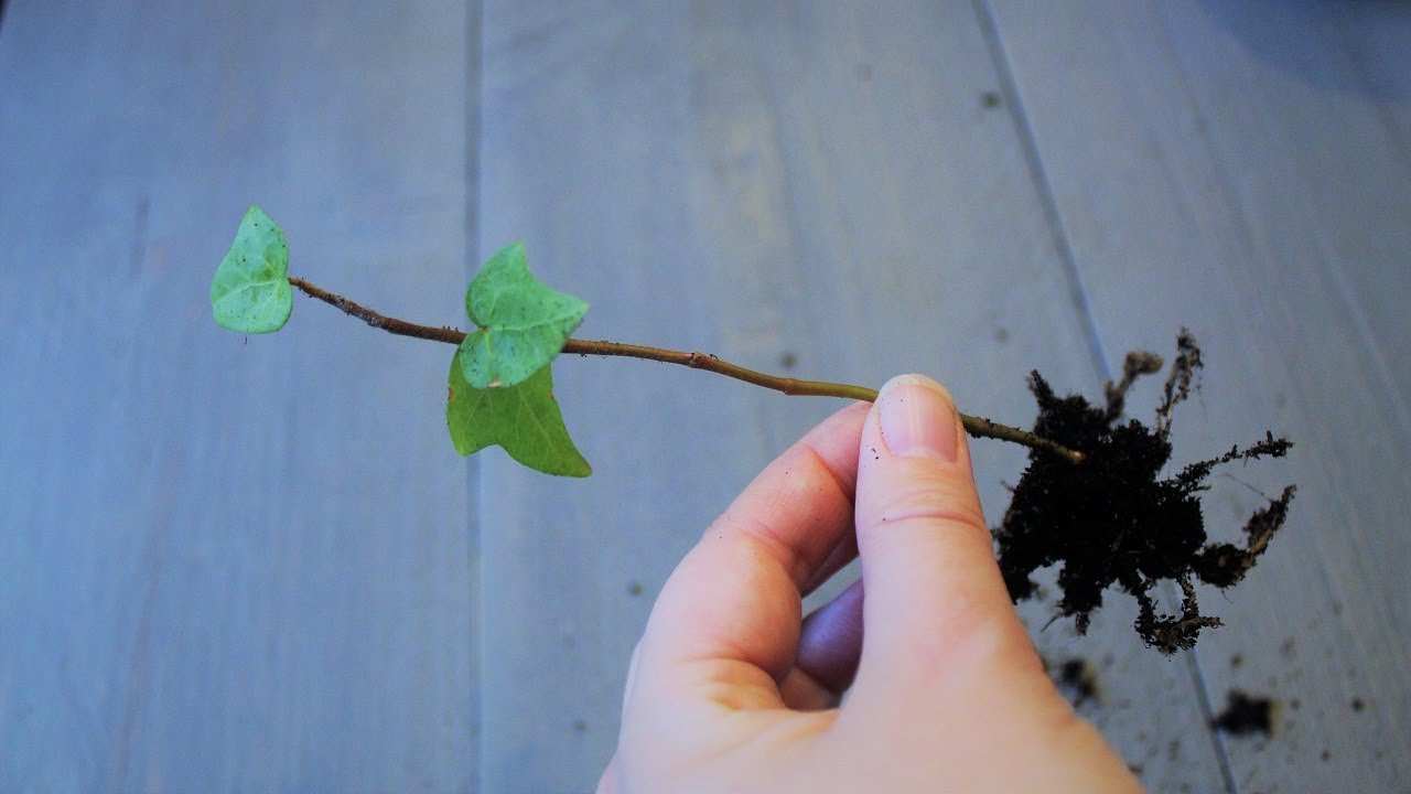 Hedera (klimop) stekken