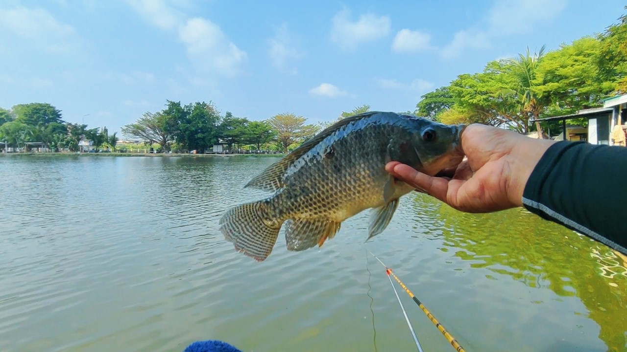 ทริปตกปลาEP.20 | บ่อเดิมแต่ย้ายที่ตก เจอฝูงปลาเล็กทั้งวัน #fishing #ตกปลานิล #ชิงหลิวมือใหม่