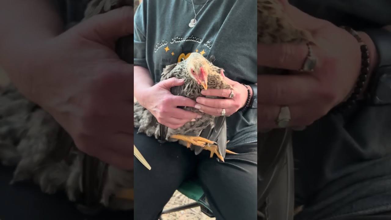 Clipping wings on flighty chickens #chicken 