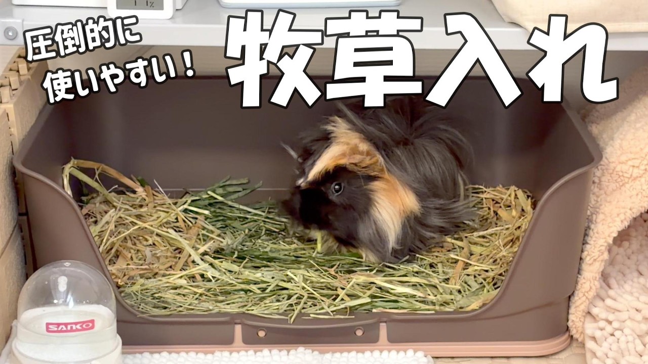 掃除しやすい！モルモット全員におすすめしたい牧草入れを発見しました