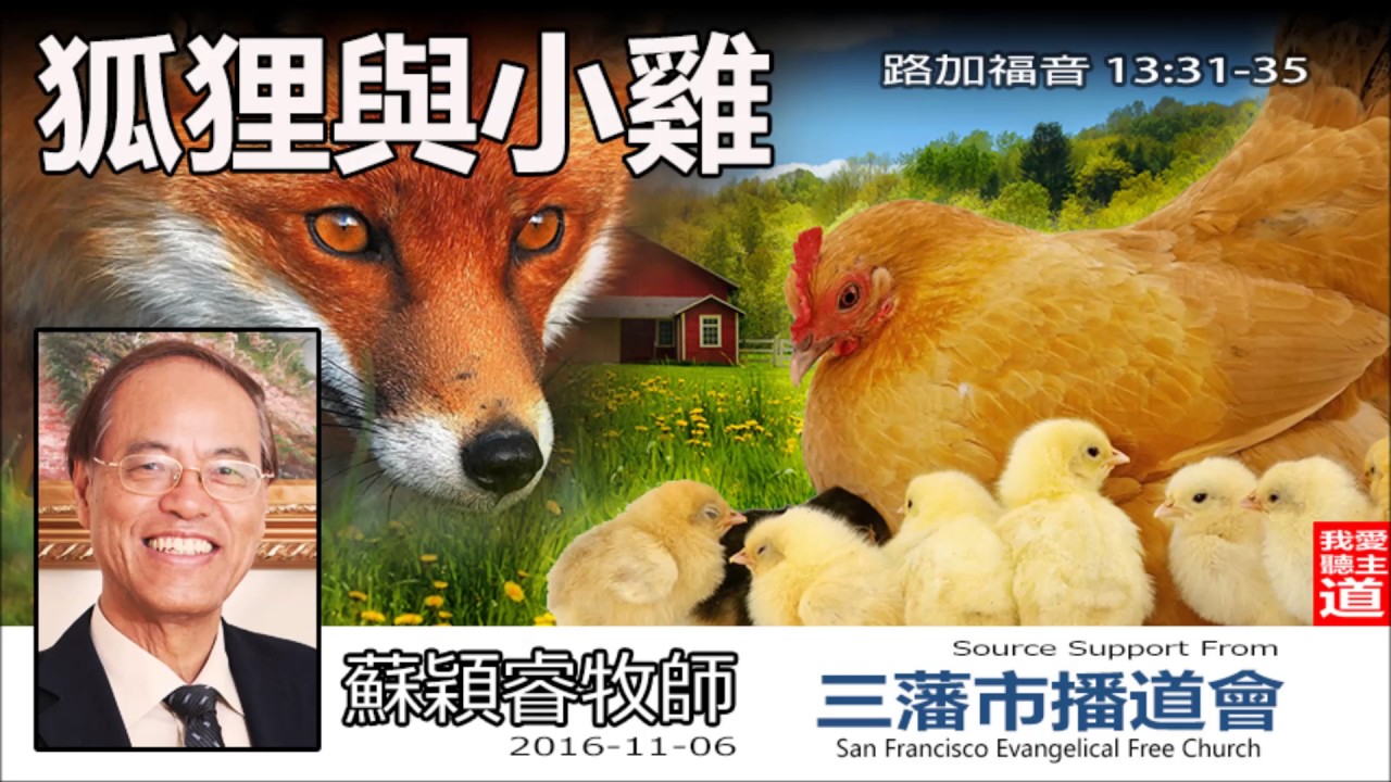 狐狸與小雞 (路加福音