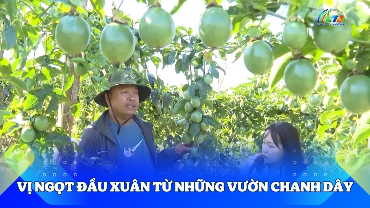 Vị ngọt đầu xuân từ những vườn chanh dây | Nhà nông TV