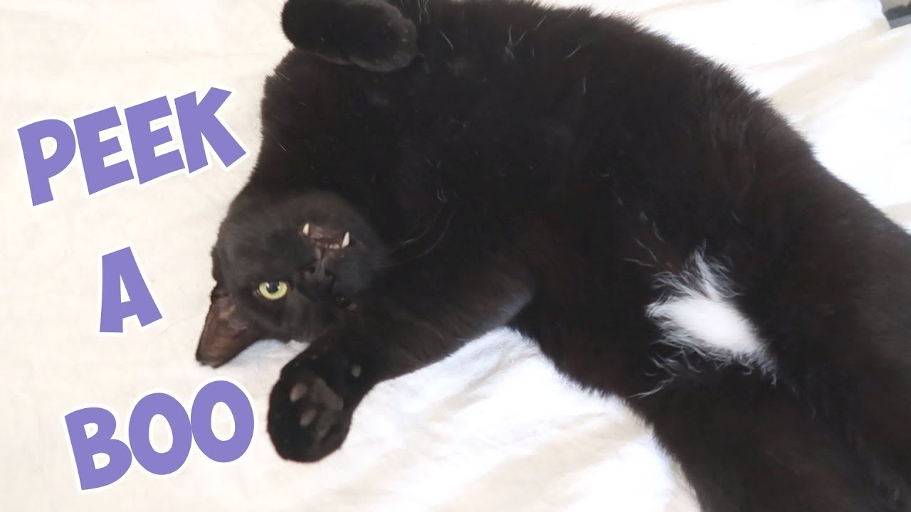 Boo Year 2 # 194 - Let's Visit Washington DC, Smithsonian Museums, Grandma Feral And The Cats