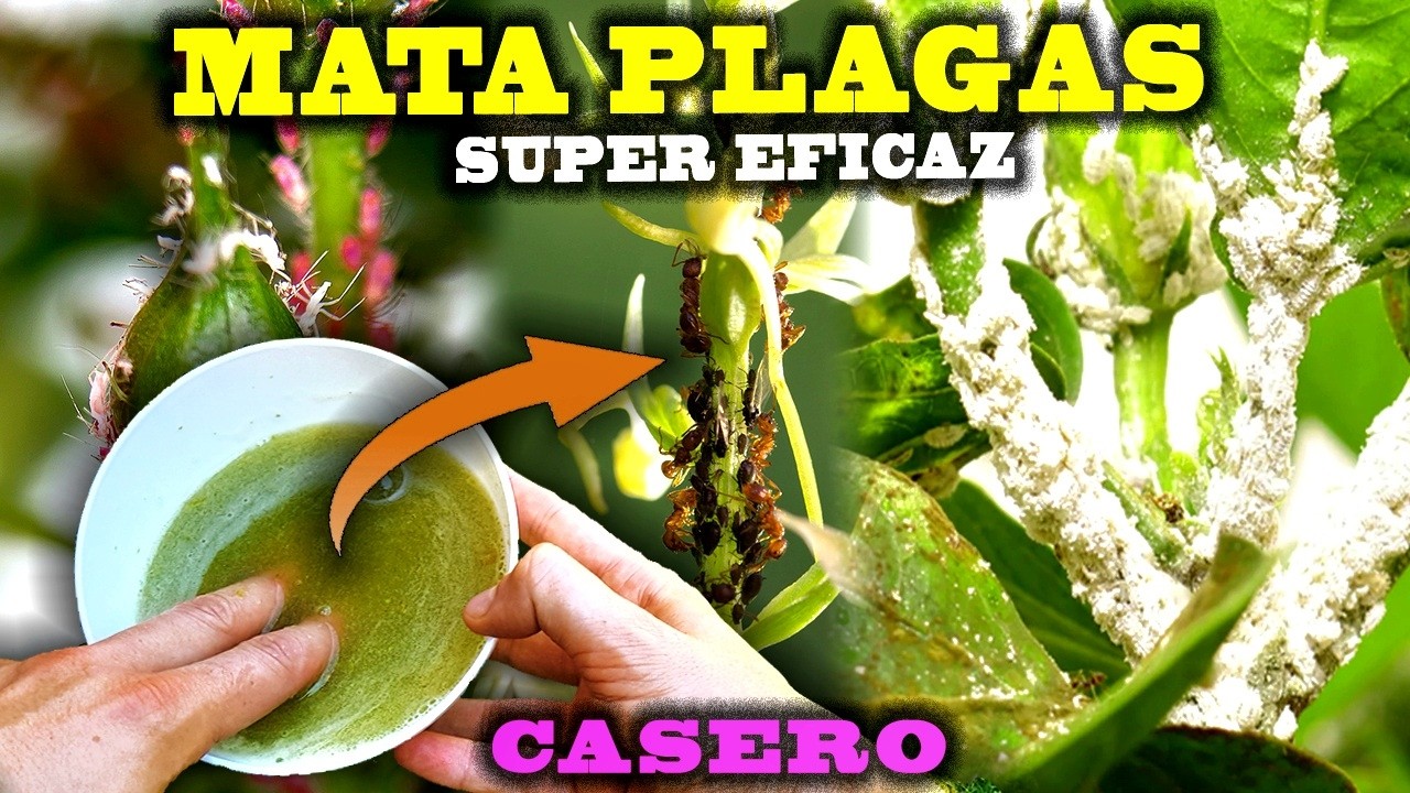Este INSECTICIDA CASERO Elimina TODAS las Plagas en Minutos (No Creerás lo Fácil que Es)