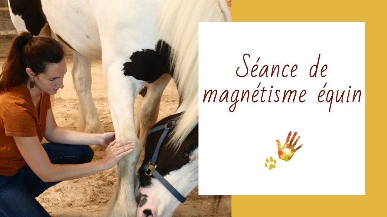 Séance de magnétisme pour un cheval par Diane Bourin, magnétiseur pour animaux