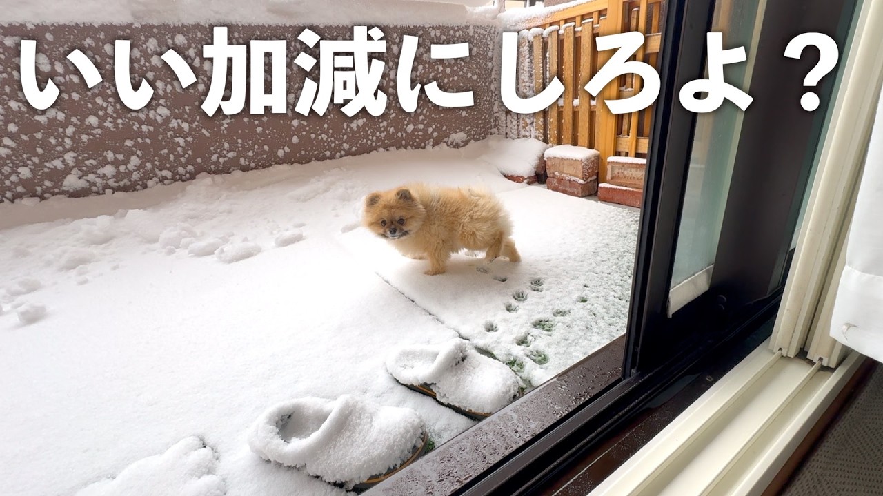 尻尾を振らないポメラニアンが振る時がヤバい…【959日目】