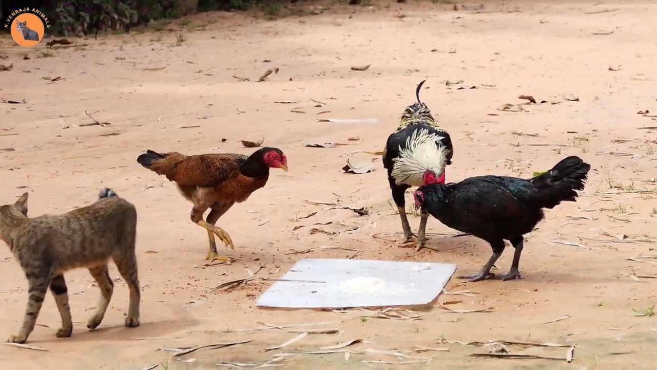 Cats chickens birds eating food