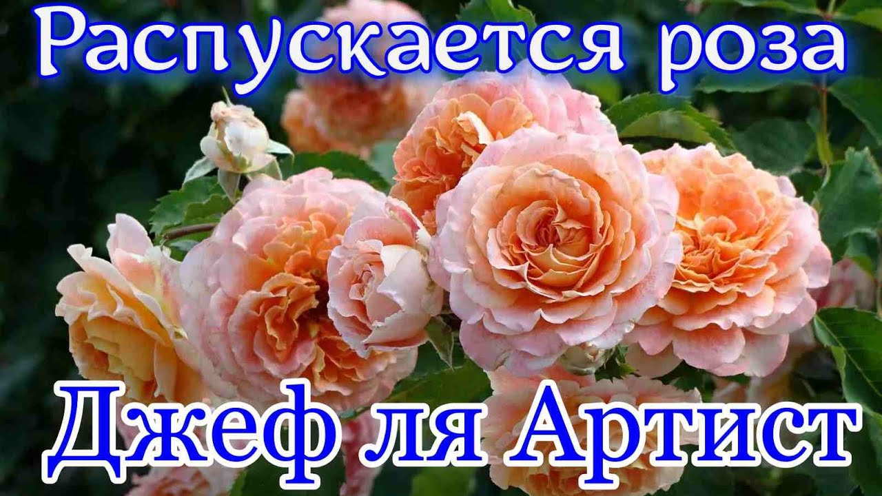 Как распускается роза  Джеф ля Артист (Шраб) - Jef l'Artiste (Dominique Massad Франция, 2014)