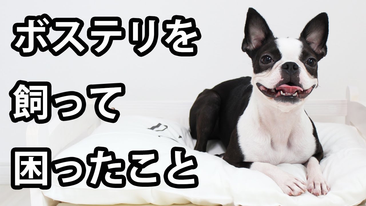 【ボストンテリアを飼う前に見て】ボステリと暮らして困ったこと６選