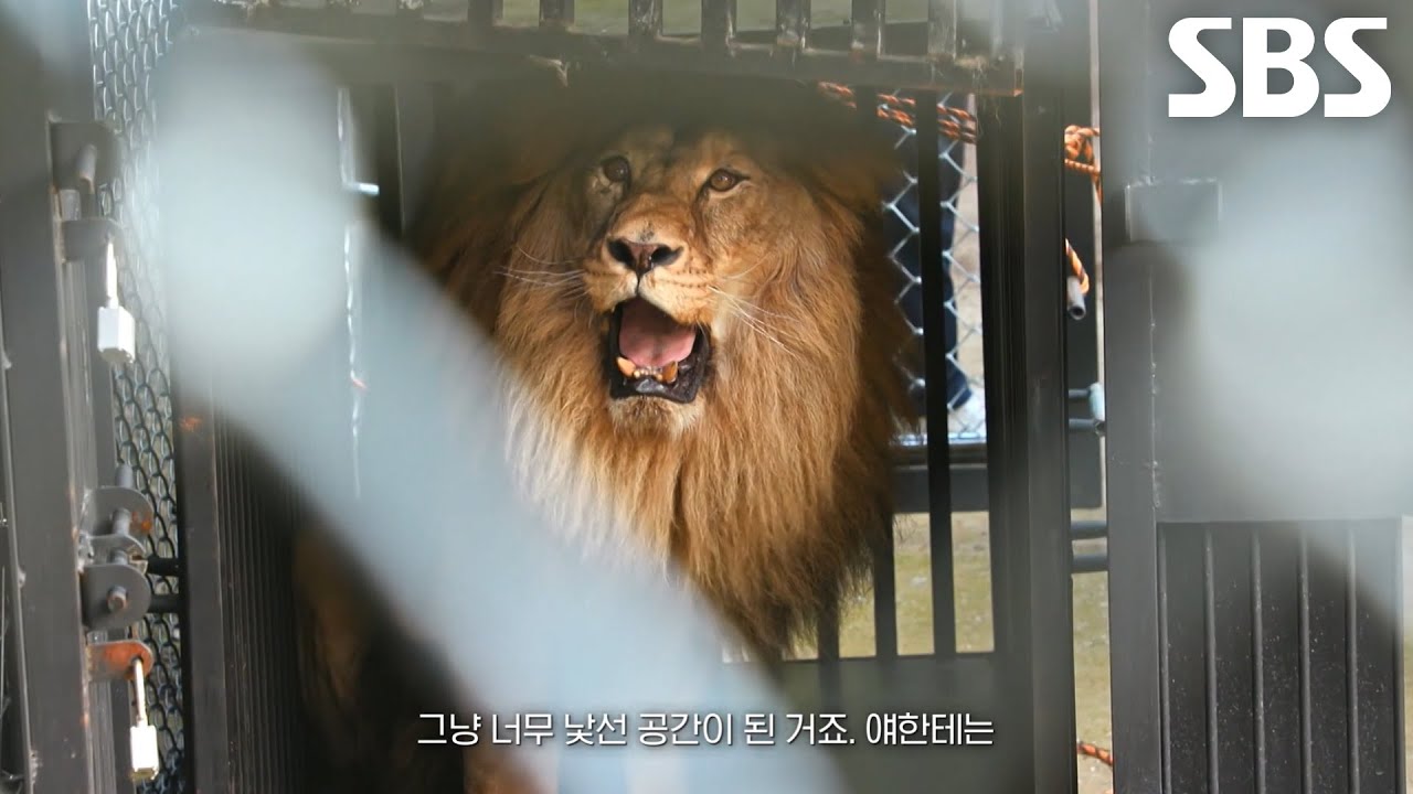 실내에 갇혀 햇빛조차 보지 못한 &lsquo;갈비 사자&rsquo; 7년 만에 구조