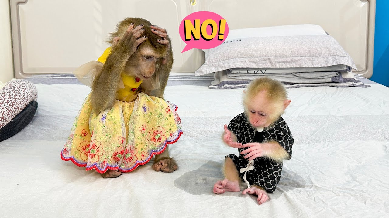 Monkey Kaka Panicked When Monkey Mit the Monkey Pees on the Bed