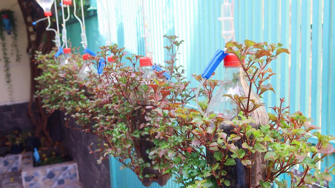 How to make plastic bottles into hanging vegetable pots combined with automatic watering system