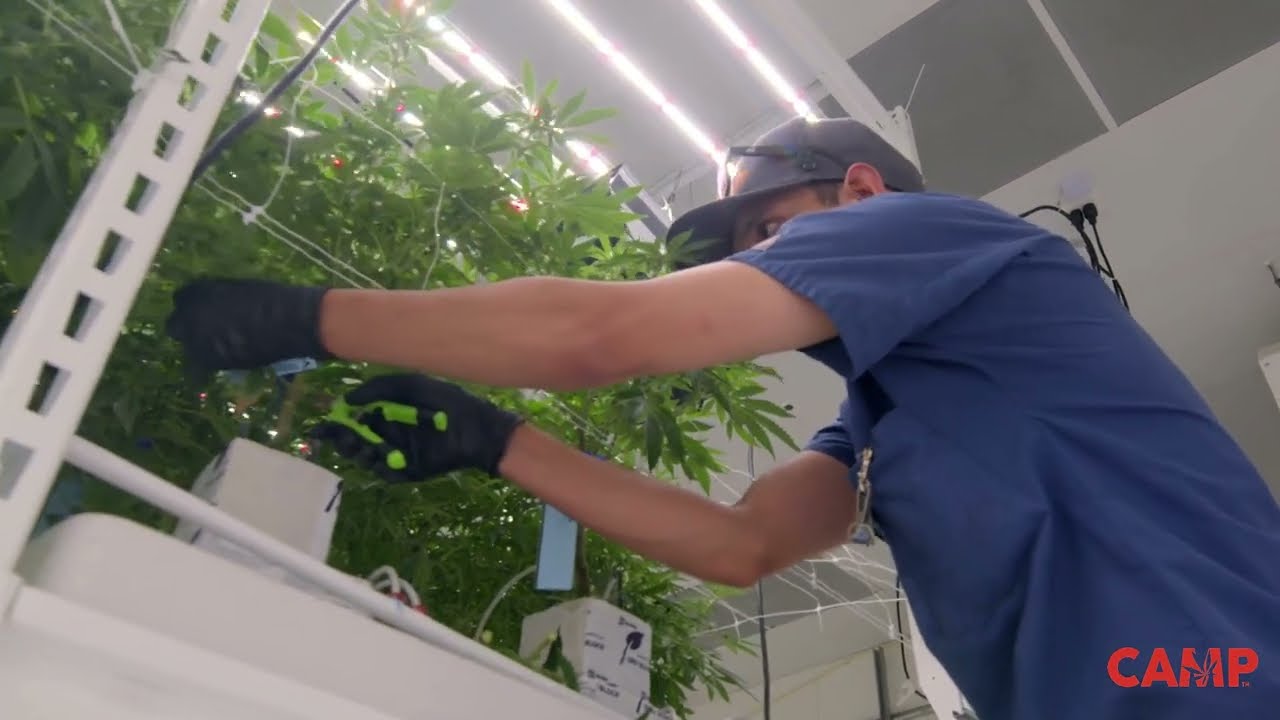 Level Up Your Grow - Grodan101 x Pipp Horticulture ft. Flora Terra & CAMP