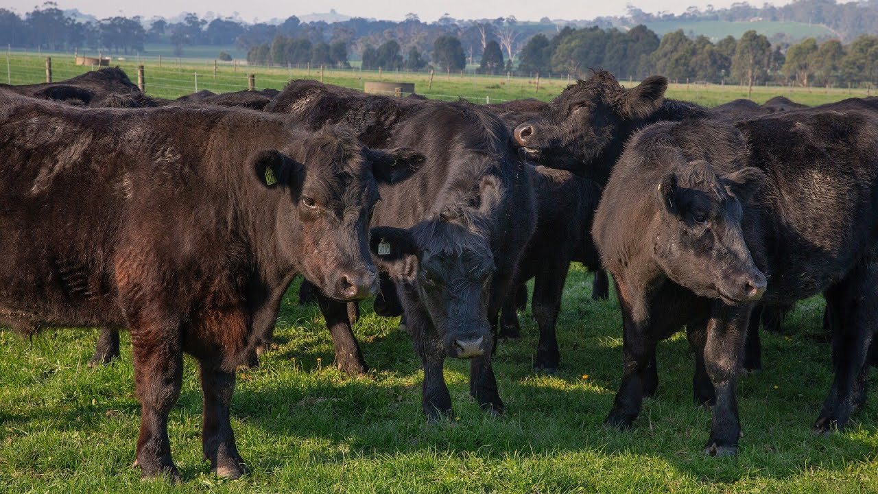 China beef import quota &lsquo;not in the spirit&rsquo; of Free Trade Agreement