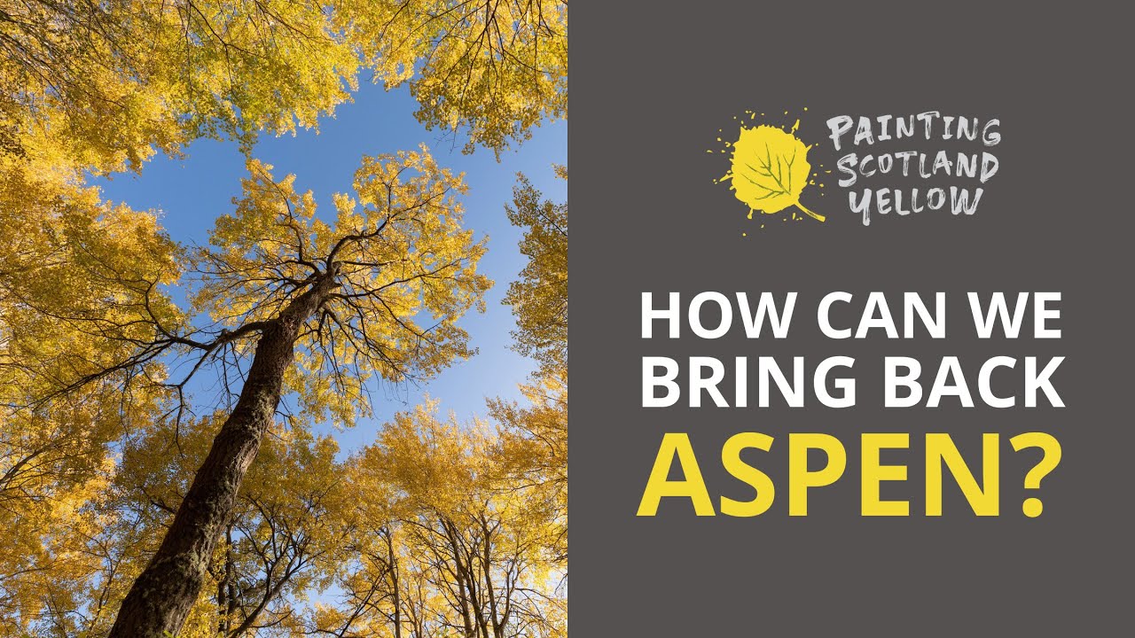 Painting Scotland Yellow: how can we bring back aspen? webinar