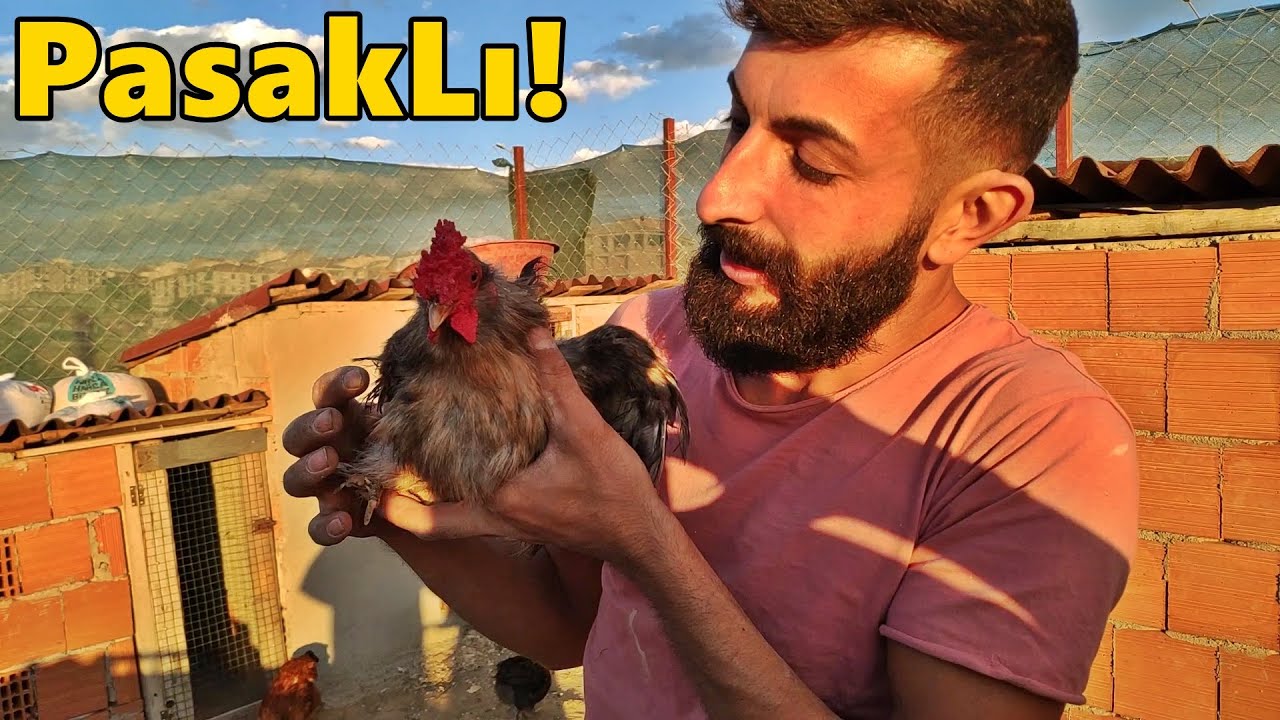 Yıllanmış PasakLı!-/Ayfer Yumurtladı!-/#Tekirdağ#civciv#kümes#ördek#güvercin#hindi#tavuk#horoz