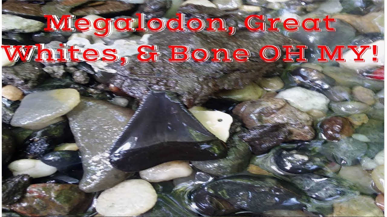 Fossil Hunting Green Mill Run | Megalodon Teeth & Fossil Great Whites