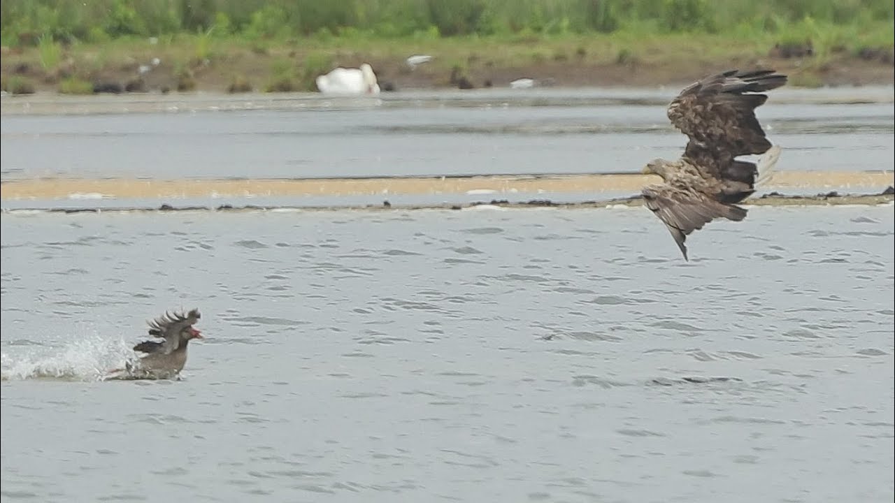 Seeadler schl&auml;gt Graugans 4   Eagle hunts Goose 4