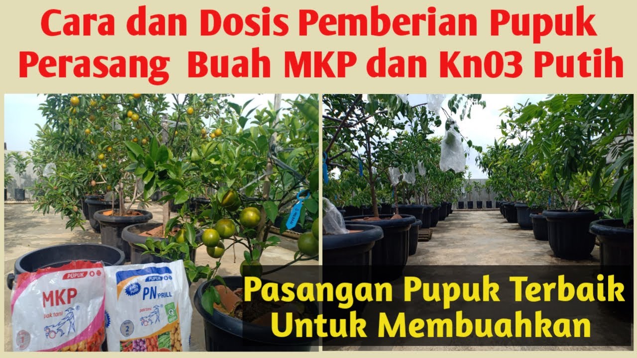 Cara Memberikan Pupuk MKP dan KN03 || Pasangan Pupuk Peransang Buah Terbaik