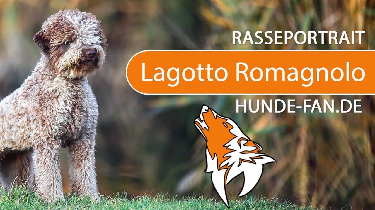► Lagotto Romagnolo [2019] Rasse, Aussehen & Charakter