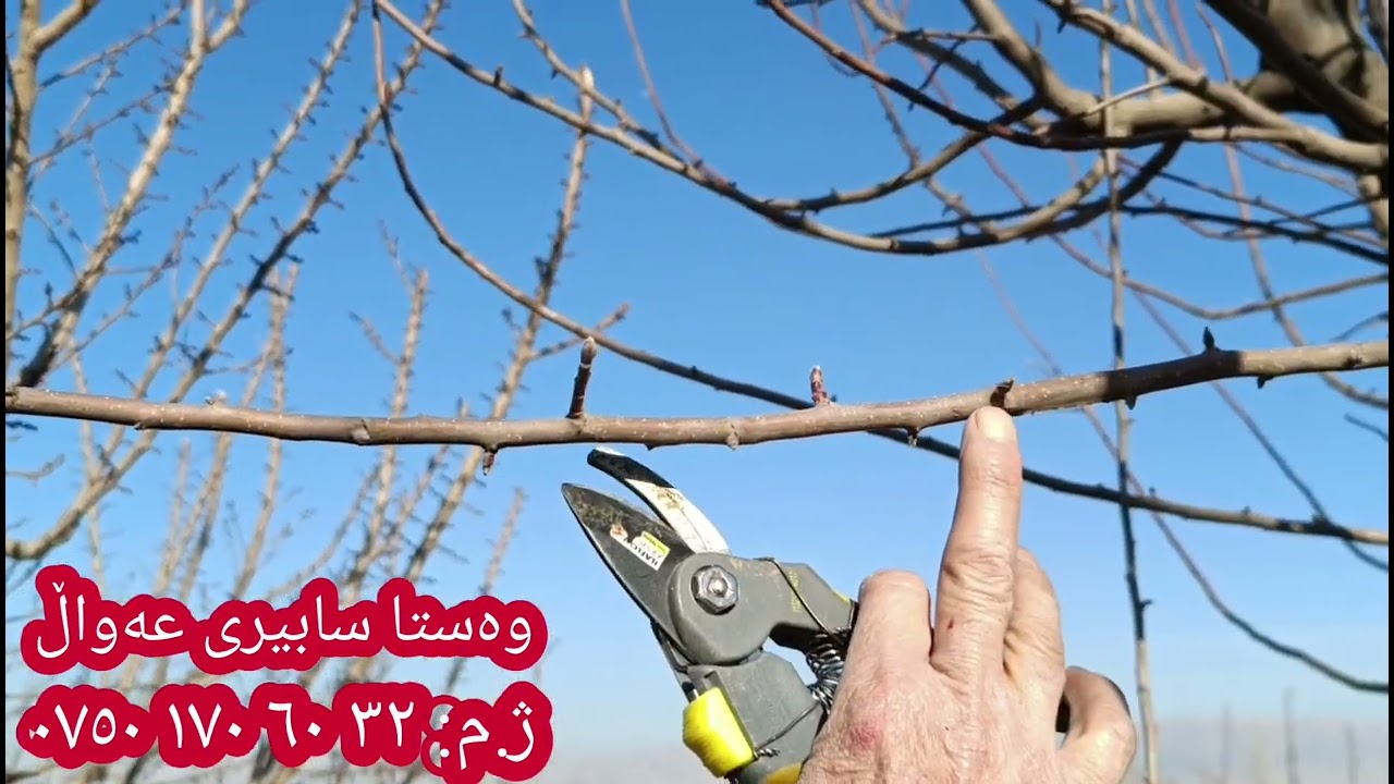 چۆنییەتی پەرچ کردنی داری سێو بە شێوەی زانستی