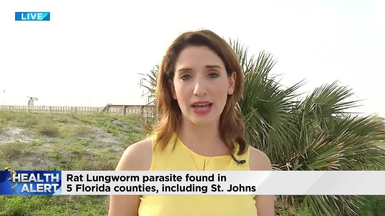 Rat lungworm parasite found in 5 Florida counties, including St. Johns