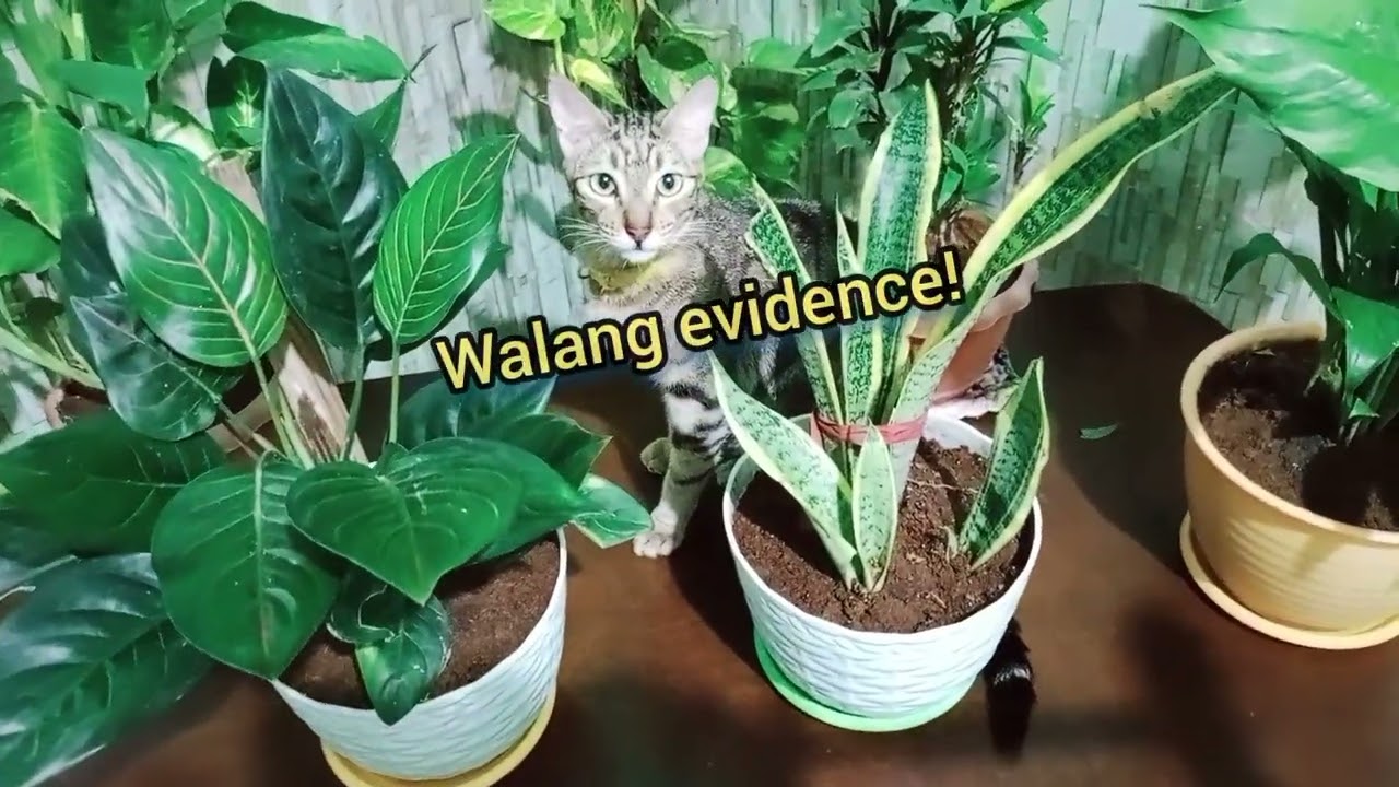bagong ayos na halaman sa loob..pinangus nga mga little boss..