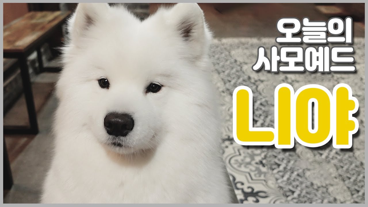 [오늘의 사모예드] 말괄량이 니야를 소개합니다💛