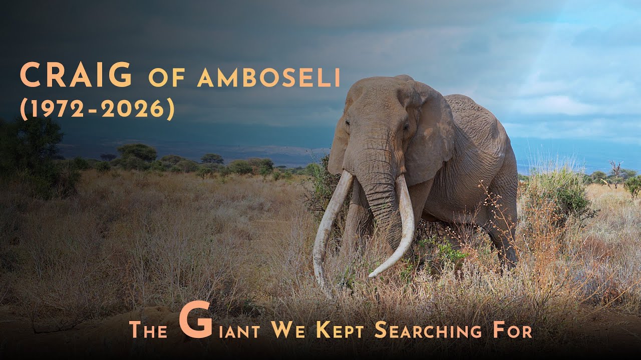 Legendary Super Tusker Elephant Craig of Africa | Life, Legacy & Tribute