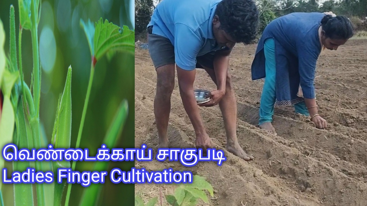 வெண்டைக்காய் சாகுபடி  Ladies Finger Cultivation