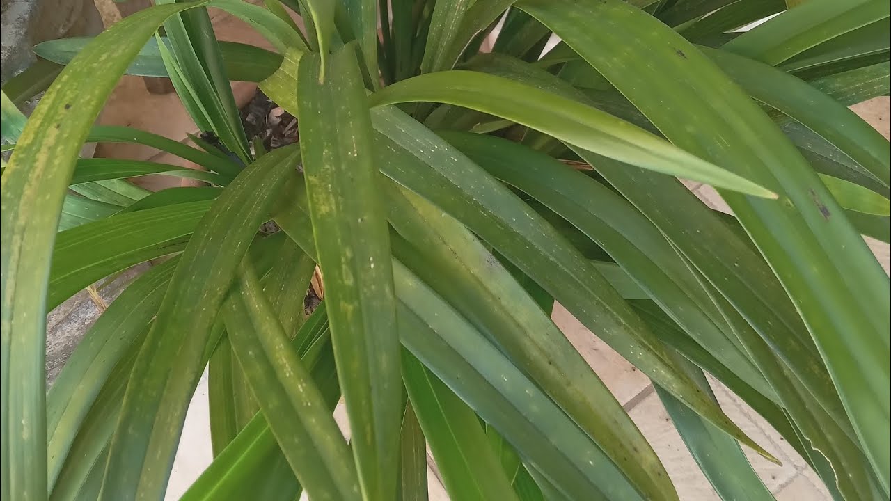 SUA ORQUÍDEA CYMBIDIUM  DE INVERNO TA MANCHADA VEJAM  CULTIVO NATURAL ADUBAÇÃO CASEIRA...