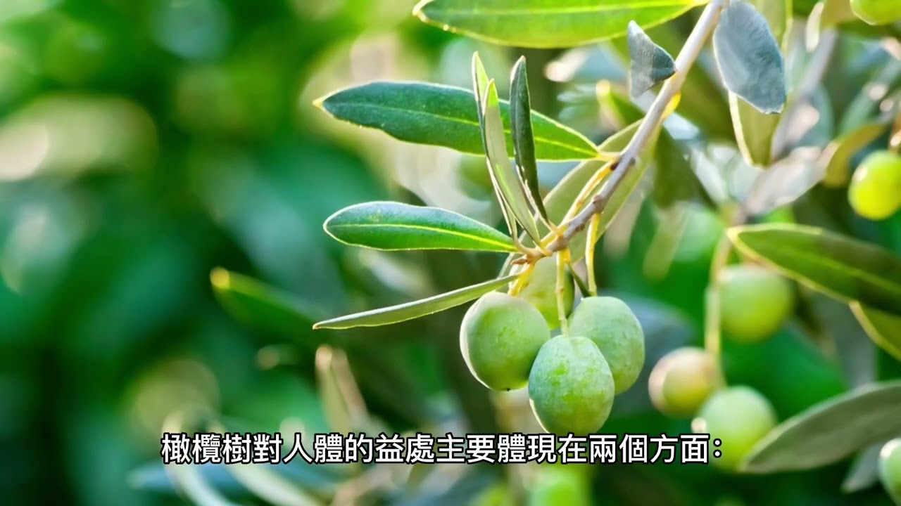 #室內盆栽植物 #橄欖樹（Olea europaea）#淨化空氣