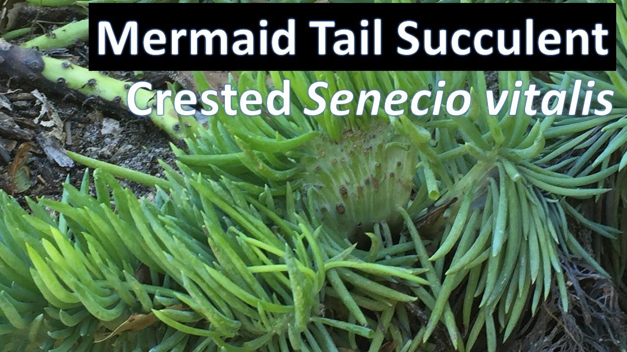 Wild Mermaid Tail Plant - Crested (Mutated) Senecio vitalis Mermaid Tail Succulent