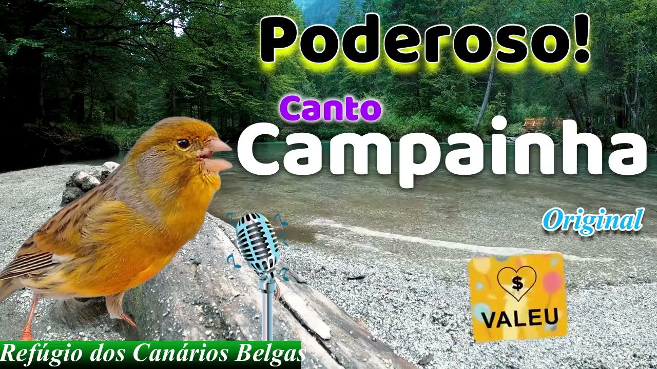 [EXCELENTE] Canção do CANARY -CANTO CAMPAINHA PURO do Canário Belga para ESQUENTAR e TREINAR PSSAROS