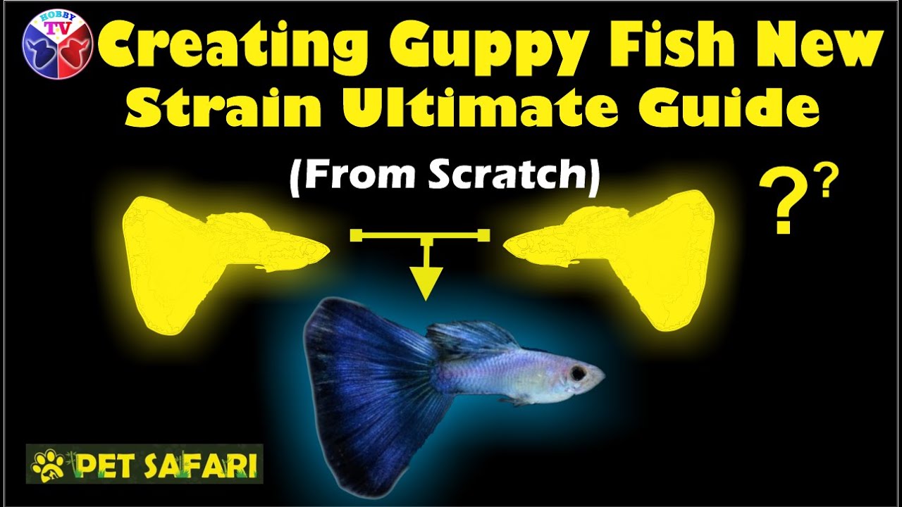 Guppy Fish Crossbreeding Ultimate Guide! Creating New Strain!