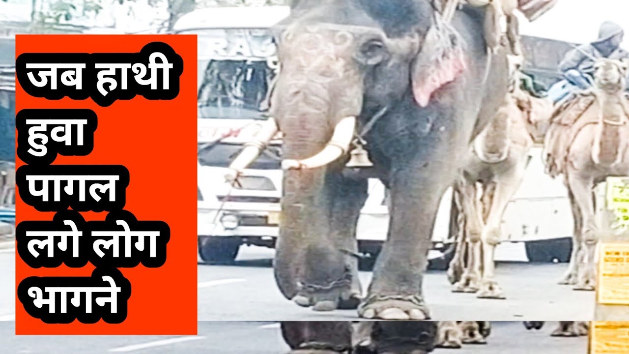 हाथी पागल हो जाते हैं!!फिर महावत क्या करते हैं!!