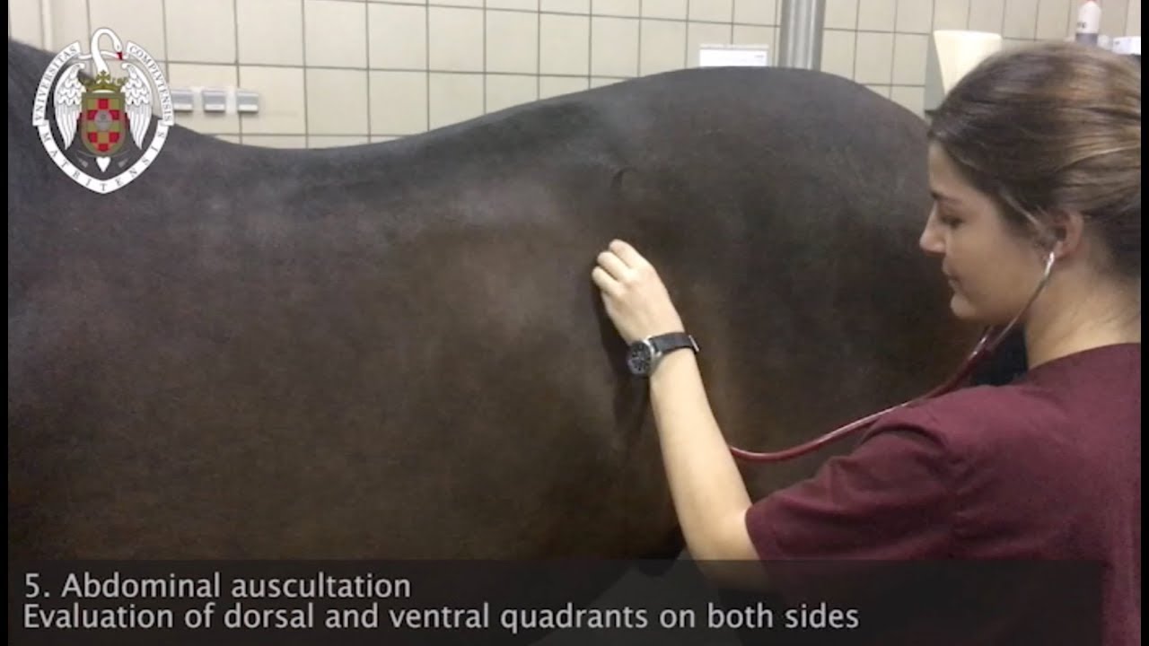Physical examination of the horse