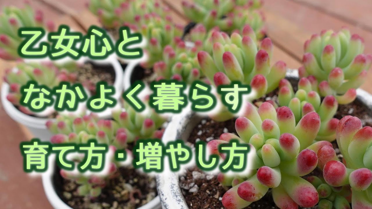 ＃3【多肉界のアイドル】乙女心の育て方・増やし方