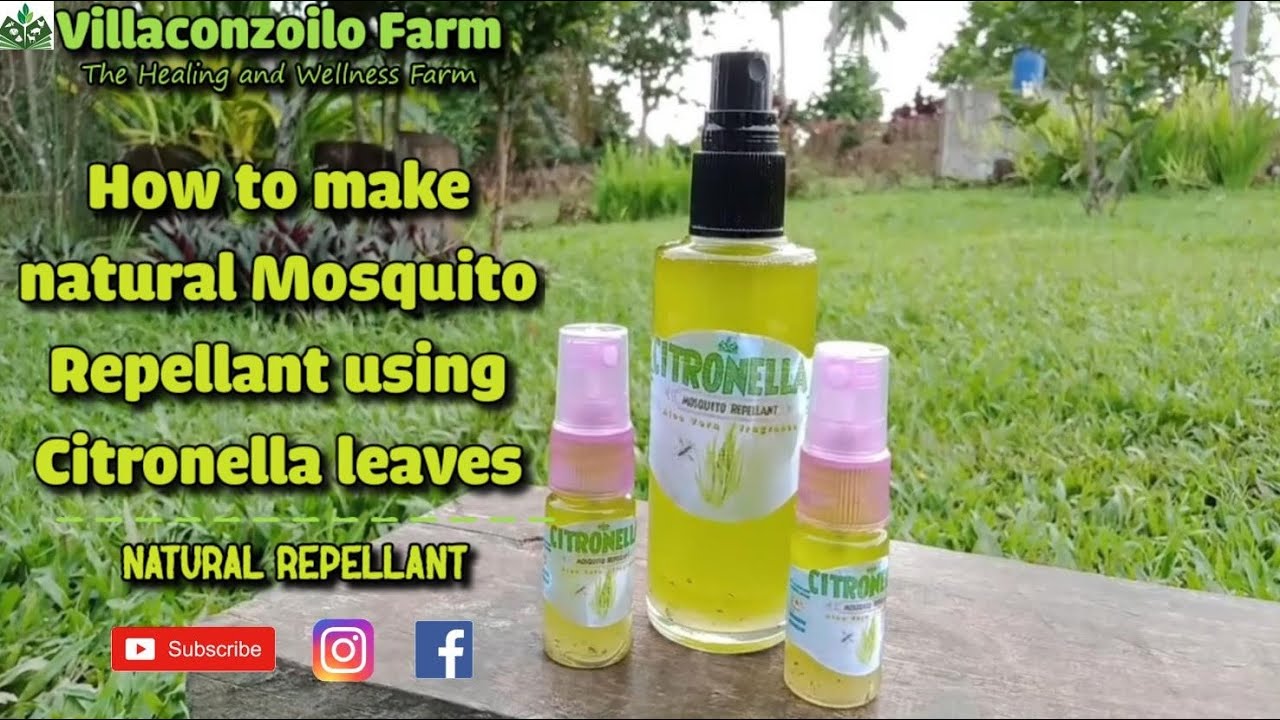 How to make natural mosquito repellant using Citronella Leaves l Villaconzoilo Farm