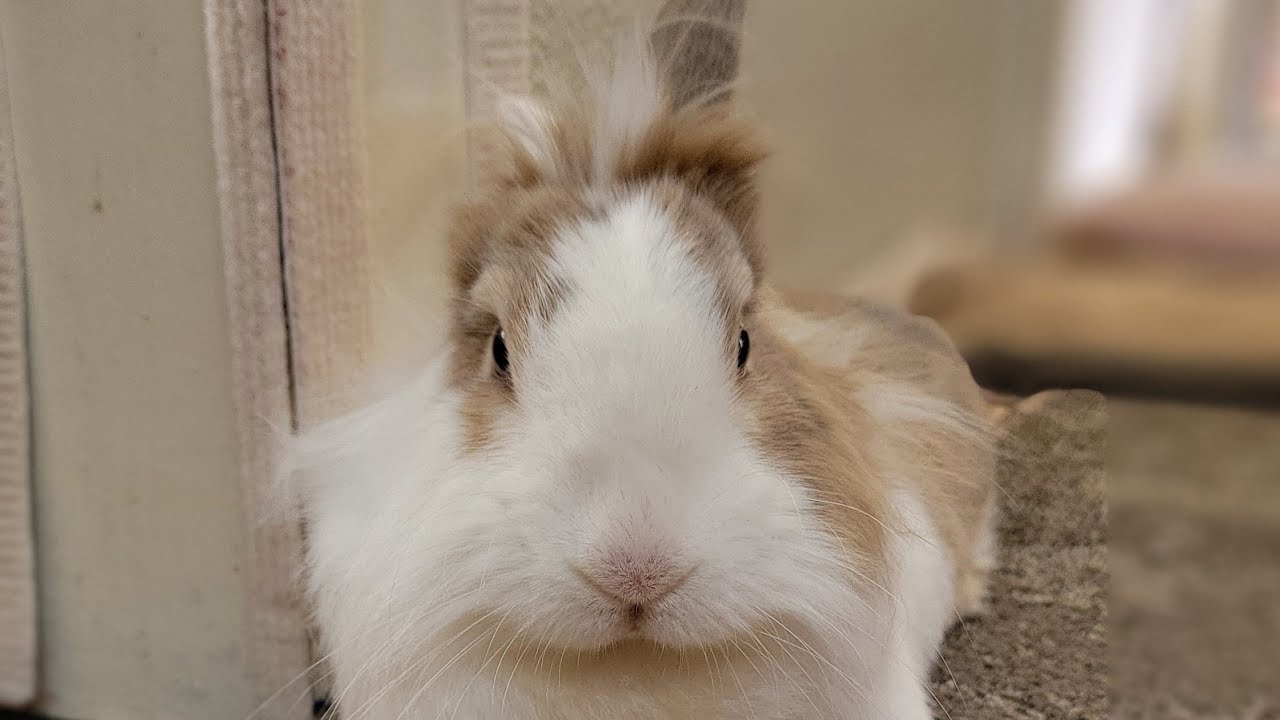 Bunny mofu is live! 1 MAR 2026 #可愛い #かわいい #bunny #rabbit #cute #ふわふわ #うさぎ #relaxing #動物 #viralvideo