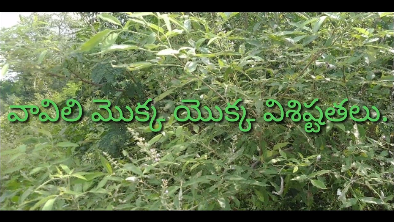 Vavili plant ,vitex negundo details (వావిలి చెట్టు దాని ఉపయోగాలు)